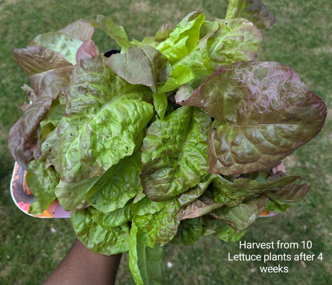 Hydroponic Tower Basic Kit - 30 Plant Capacity